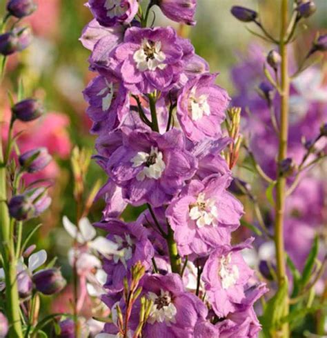 Magical fountains: Where larkspurs come to life